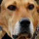 Image for article titled JEZEBEL EXCLUSIVE: Andrew Lloyd Webber's Dog BREAKS Her Silence